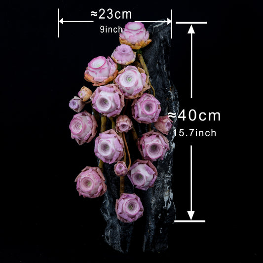 Peach Rose Succulent(Pink)