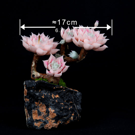 Echeveria halbingeri Walther