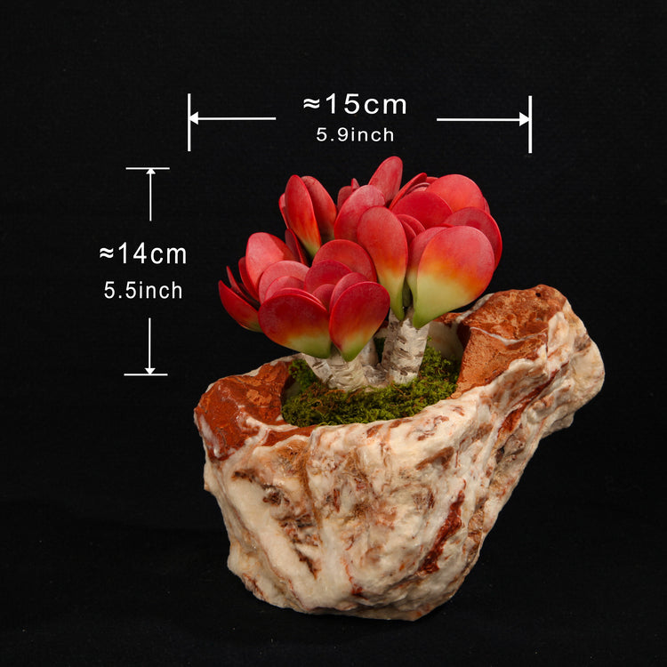 Kalanchoe thyrsiflora