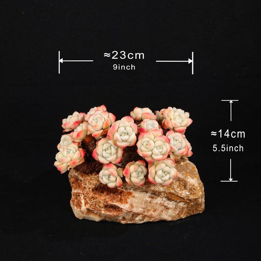 Echeveria 'Ice green'