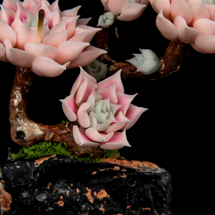 Echeveria halbingeri Walther