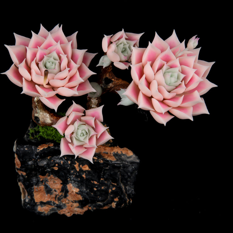 Echeveria halbingeri Walther