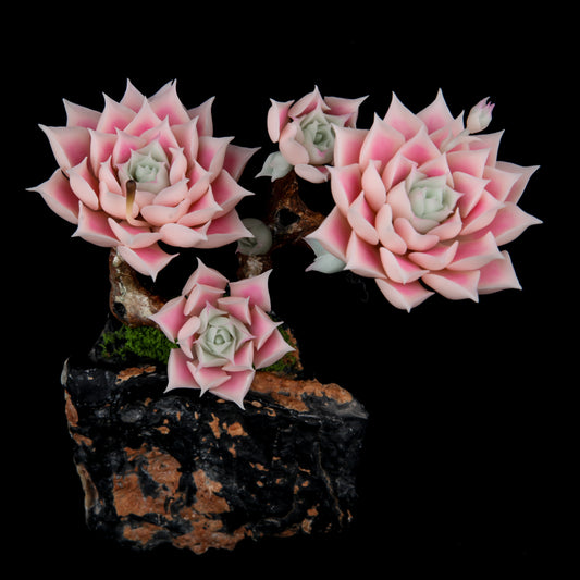 Echeveria halbingeri Walther