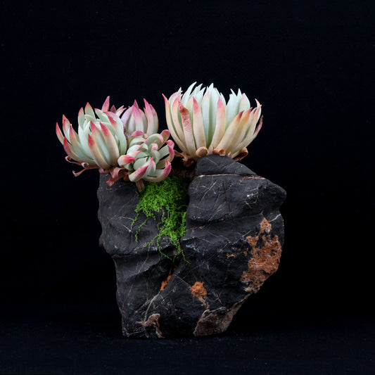 Dudleya edulis