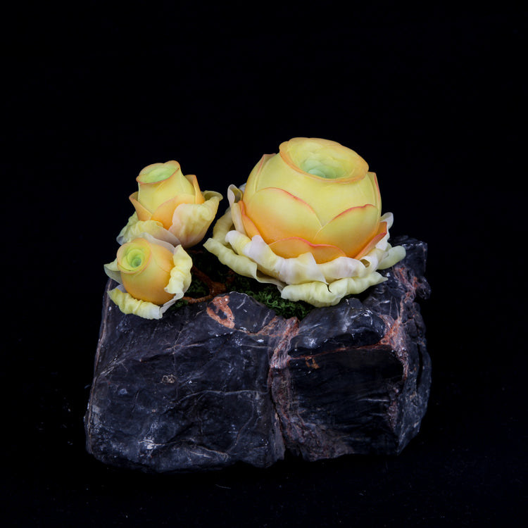 Greenovia(Yellow)