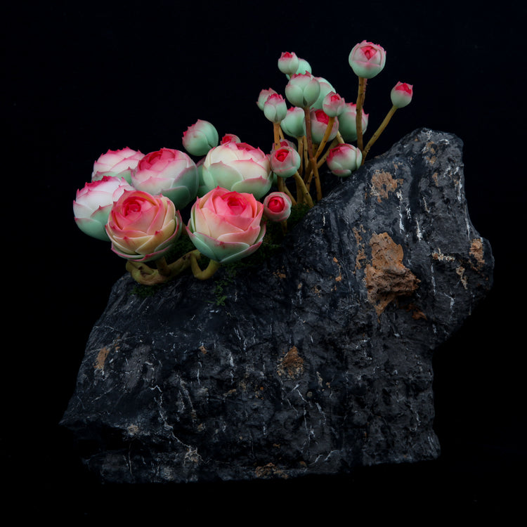 Rugby Rose