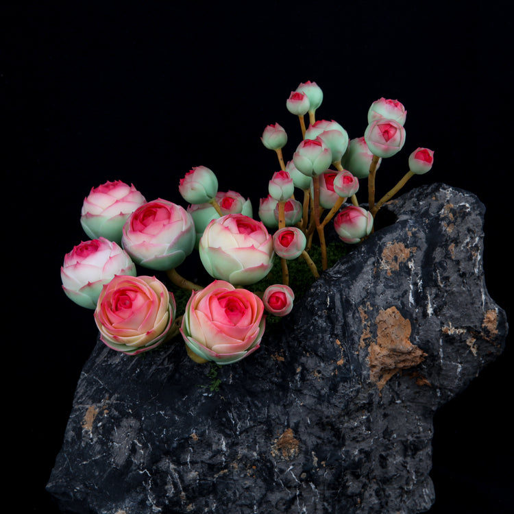 Rugby Rose