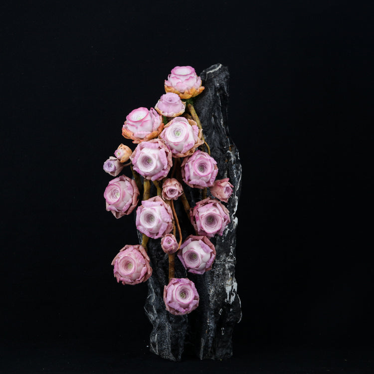 Peach Rose Succulent(Pink)