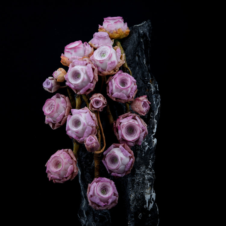 Peach Rose Succulent(Pink)