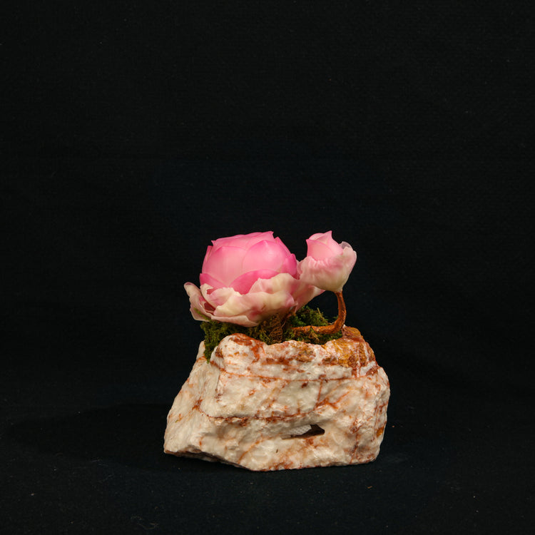Greenovia(Pink)