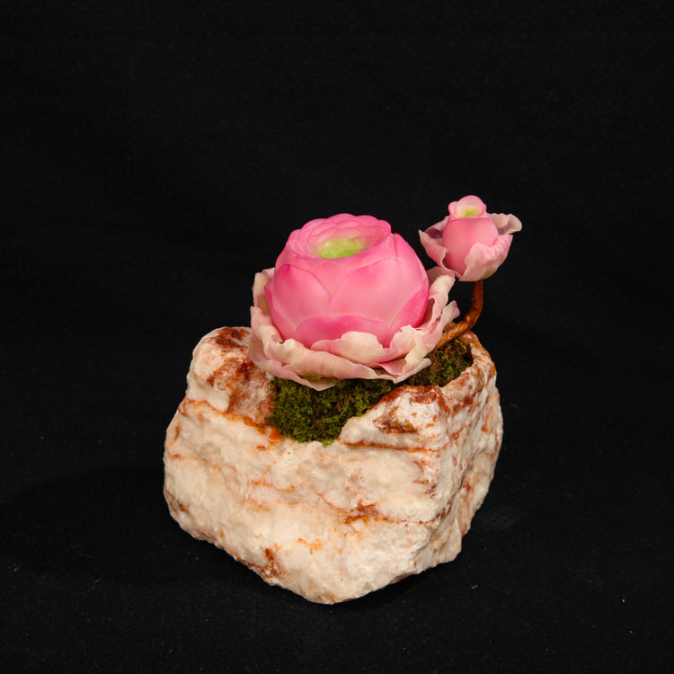 Greenovia(Pink)