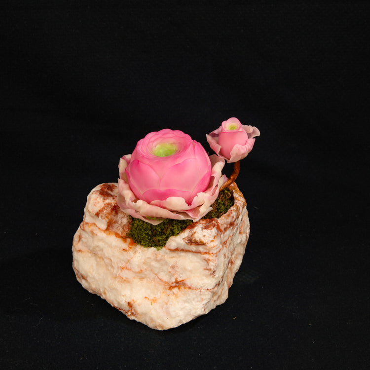 Greenovia(Pink)