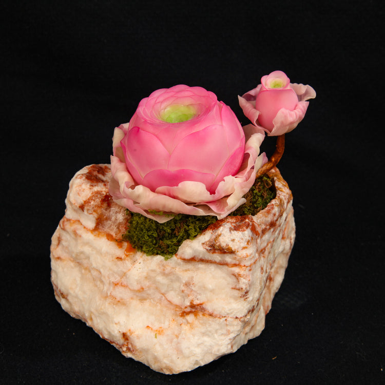 Greenovia(Pink)