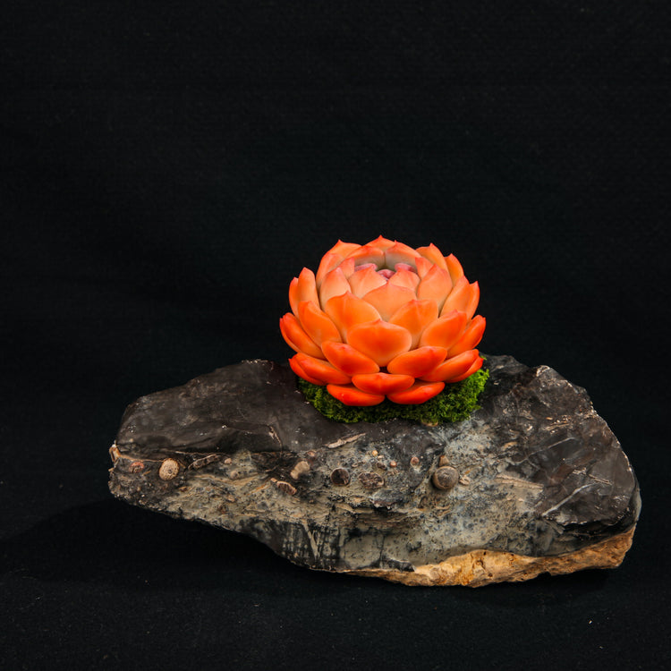 Orange Dream Dew(Echeveria Monroe)