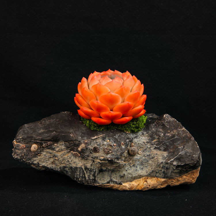 Orange Dream Dew(Echeveria Monroe)