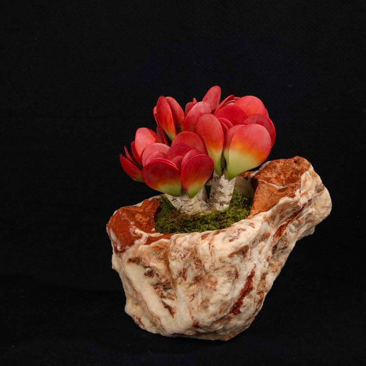 Kalanchoe thyrsiflora