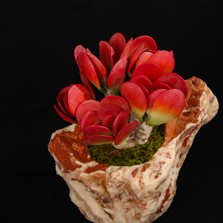 Kalanchoe thyrsiflora