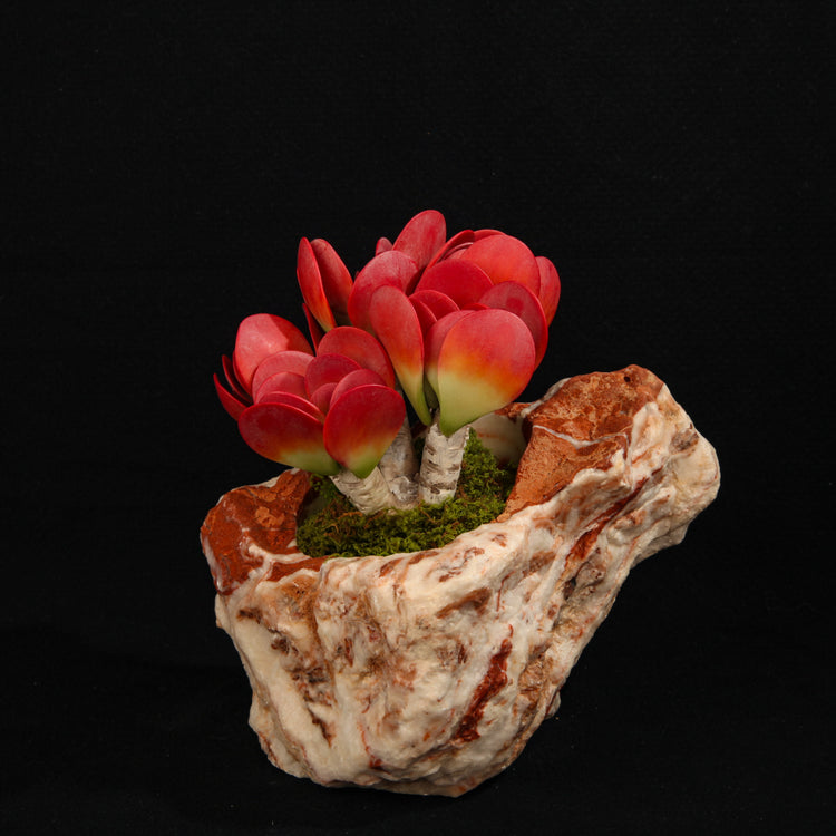 Kalanchoe thyrsiflora