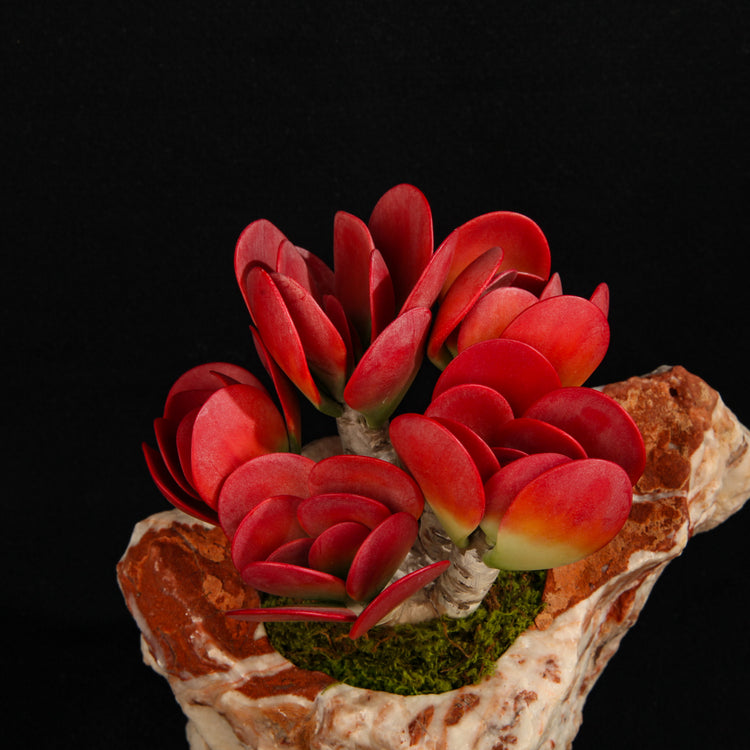Kalanchoe thyrsiflora
