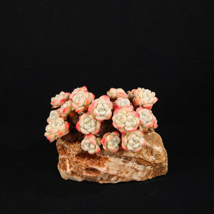 Echeveria 'Ice green'
