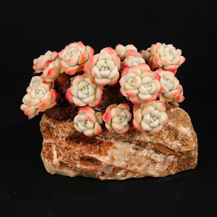 Echeveria 'Ice green'