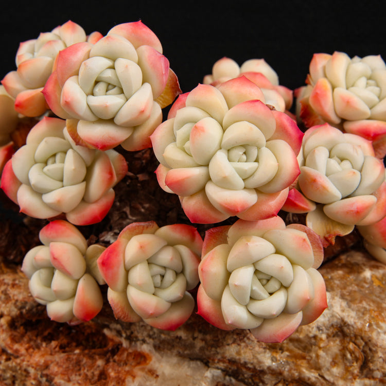 Echeveria 'Ice green'