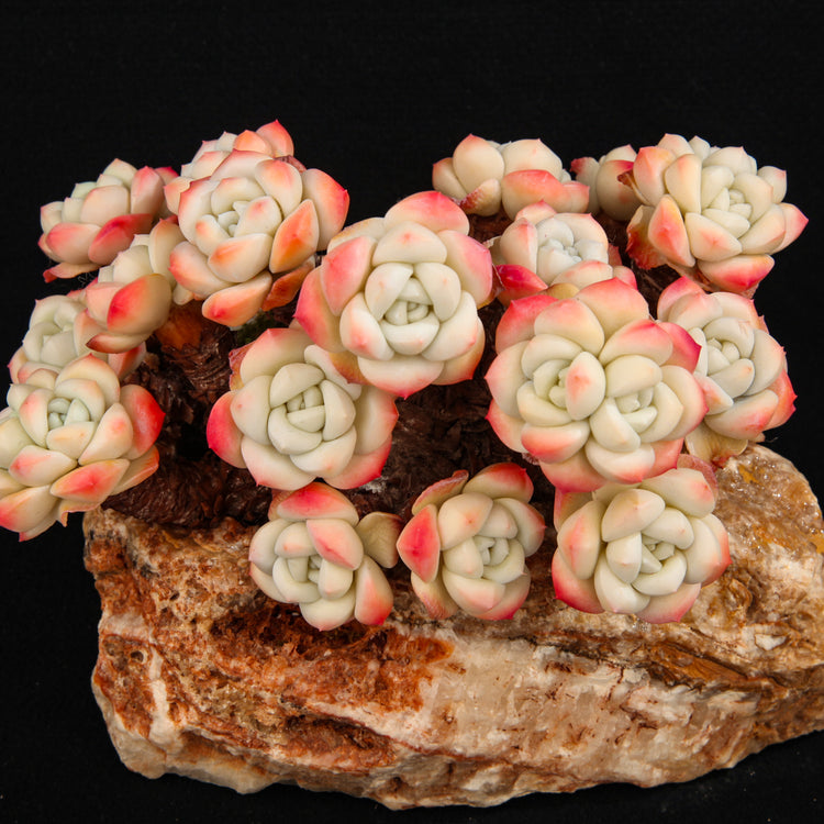 Echeveria 'Ice green'