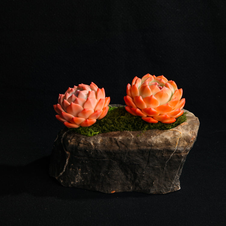 Orange Dream Dew