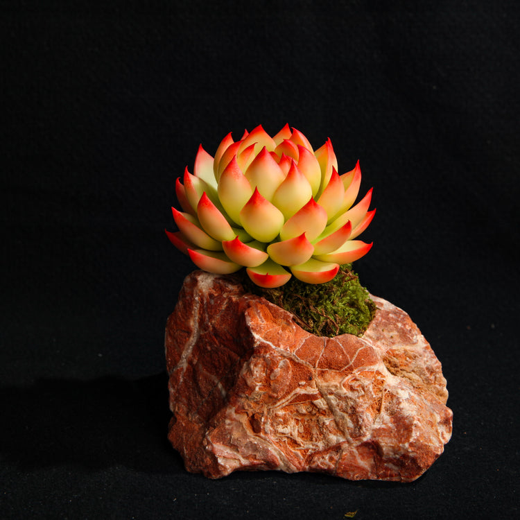 Chihuahua Echeveria