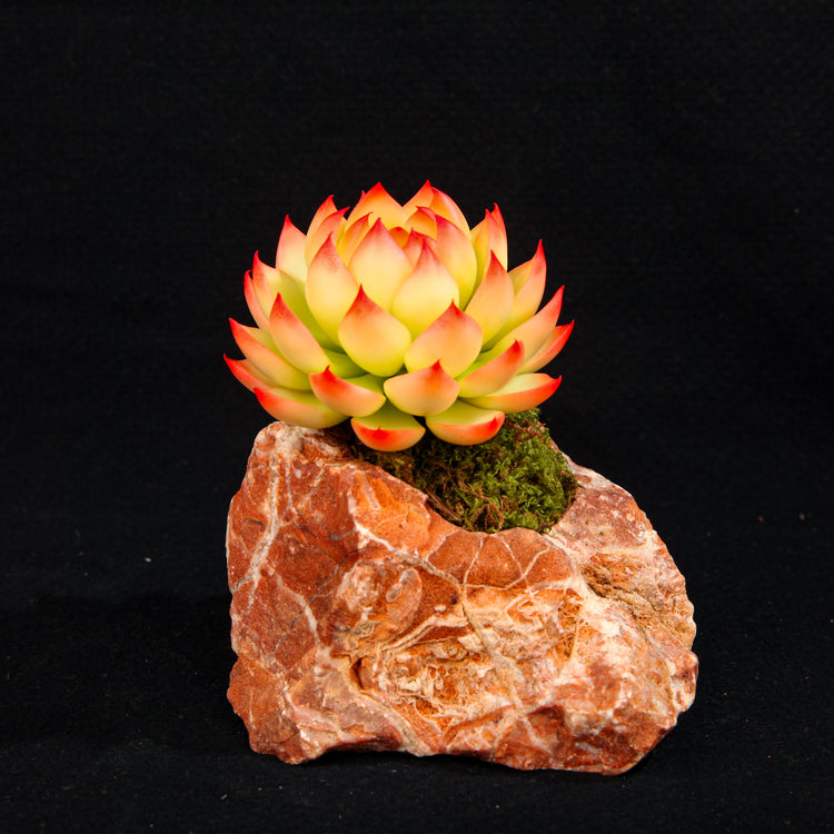 Chihuahua Echeveria