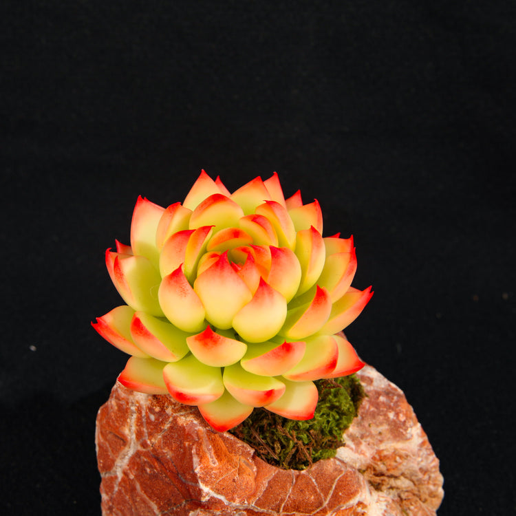 Chihuahua Echeveria