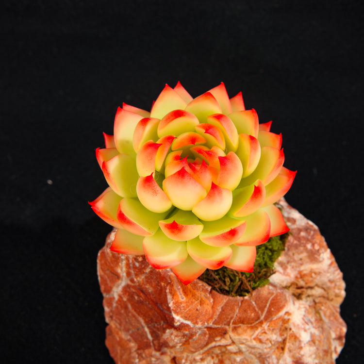 Chihuahua Echeveria