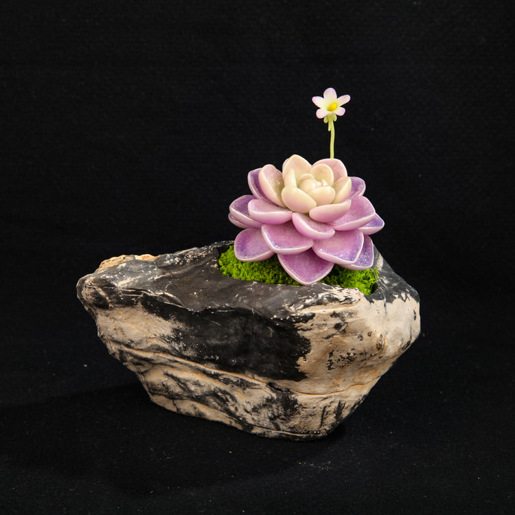Hualun Snow Lotus