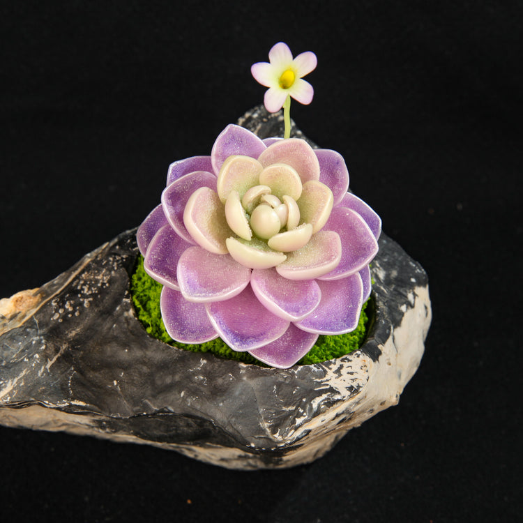 Hualun Snow Lotus