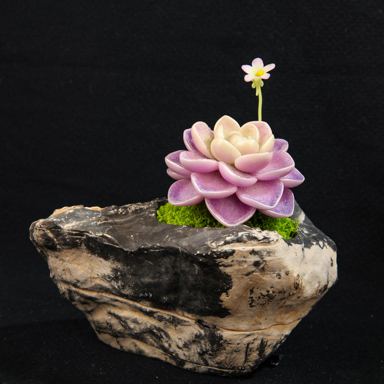 Hualun Snow Lotus