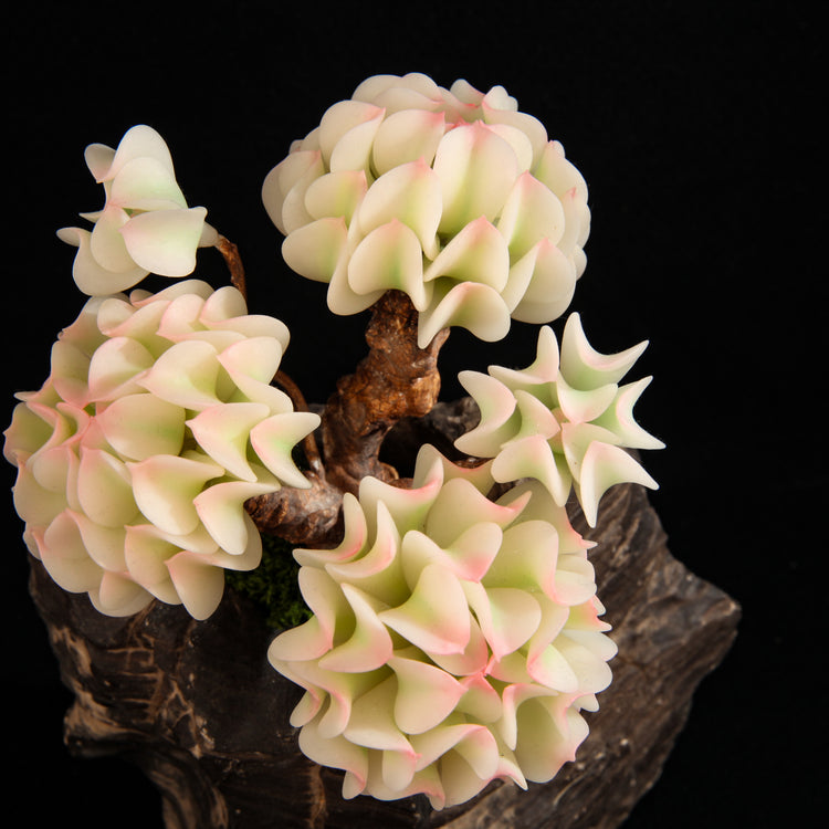 Snow Elf Variegated