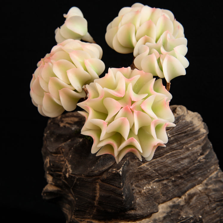 Snow Elf Variegated