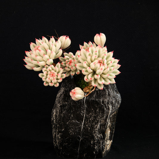 Chihuahua Echeveria(L)