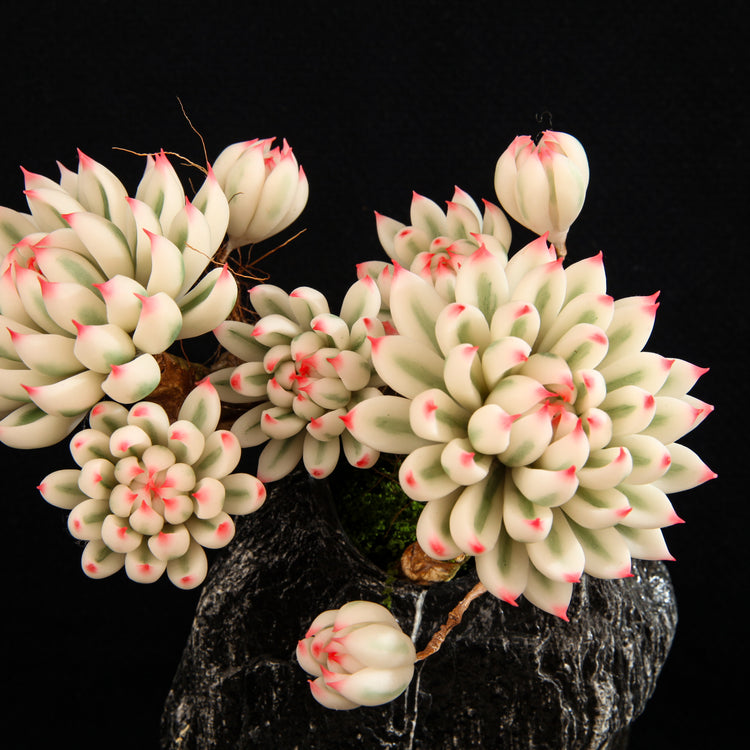 Chihuahua Echeveria(L)