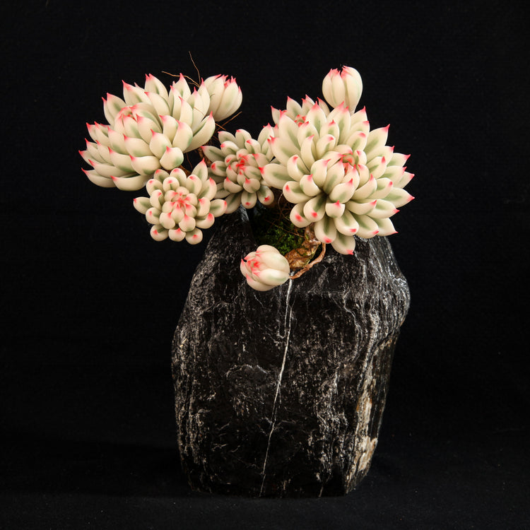 Chihuahua Echeveria(L)