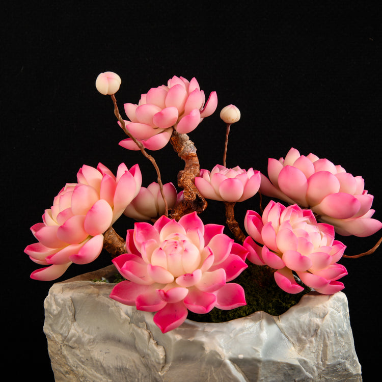 Red Child Lotus Succulent