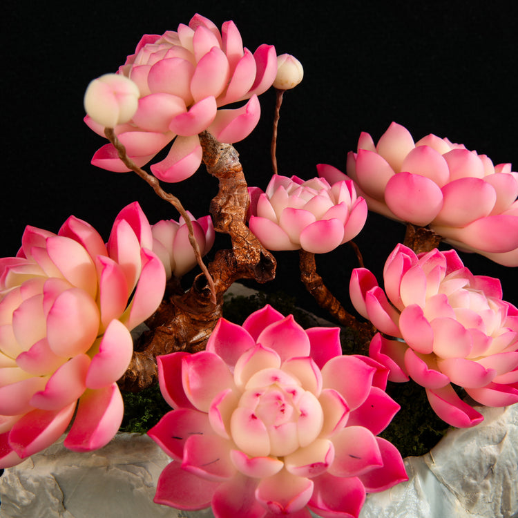 Red Child Lotus Succulent