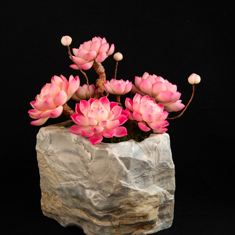 Red Child Lotus Succulent