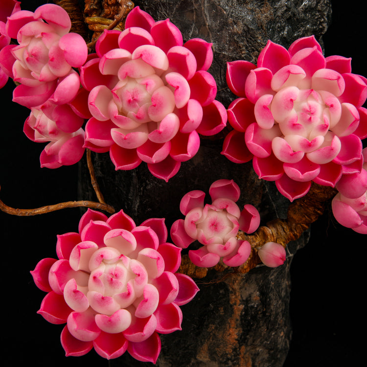 Sakura Snow(XL)