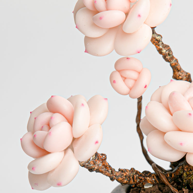 Galagaga Handmade Artificial Succulent C007