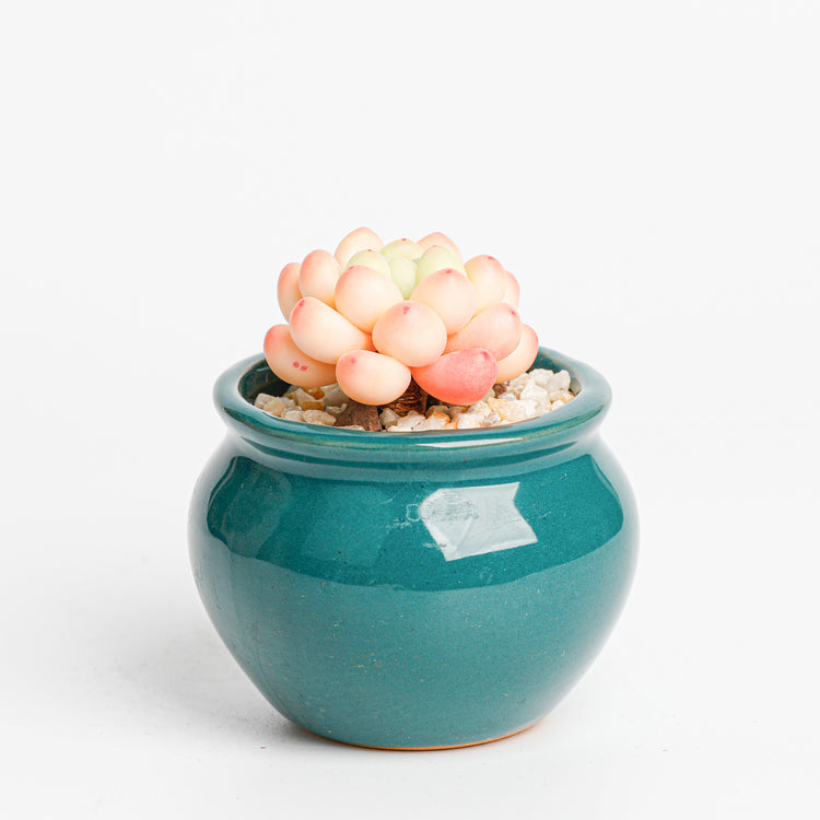 Galagaga Handmade Artificial Succulent A006