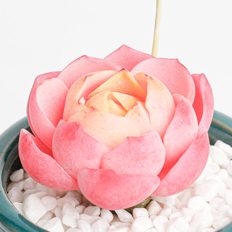 Galagaga Handmade Artificial Succulent Plant A004