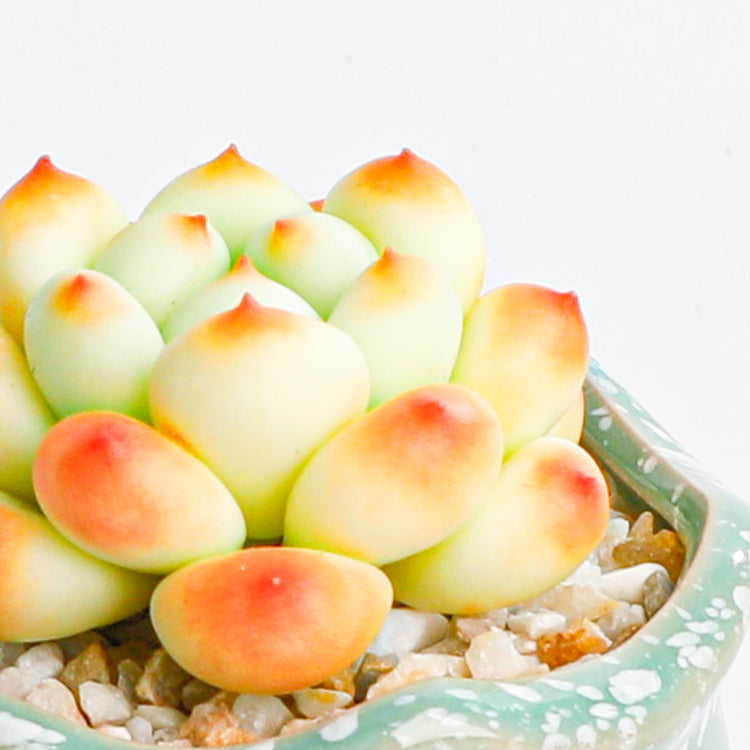 Handmade clay Succulent A016 - Handcrafted image 5 - clay succulent