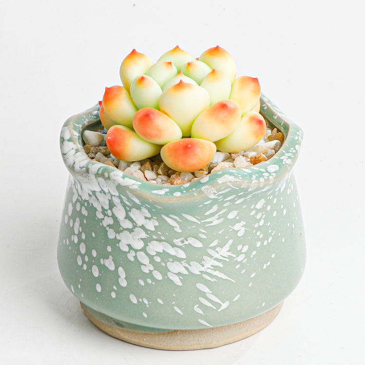 Handmade clay Succulent A016 - Handcrafted image 4 - clay succulent