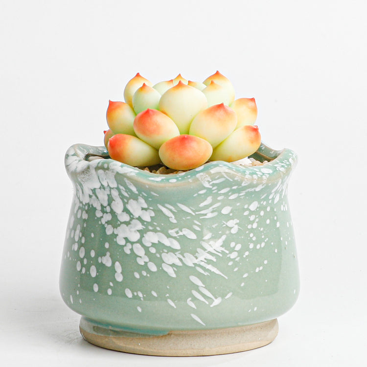 Handmade clay Succulent A016 - Close-up of unique design - clay succulent